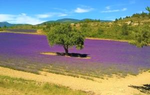un arbre au milieu d'un champ de fleurs violettes dans l'établissement Maison Avec Piscine Privée, à Lacoste 22 autres photos