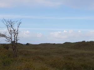 a tree in the middle of a grassy field at 5 person holiday home in Jerup-By Traum in Jerup