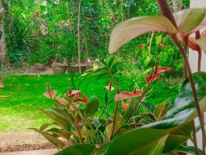 a garden with flowers and plants in a yard at Golden Breeze Villa in Beruwala