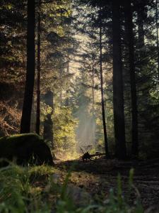 a misty forest with a deer in the woods at Noclegi Słowackiego 6 in Wałbrzych