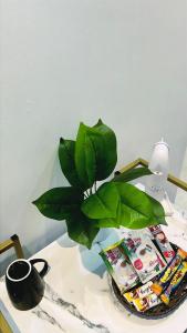 a green plant sitting on top of a table at المدينه المنوره in Al Madinah