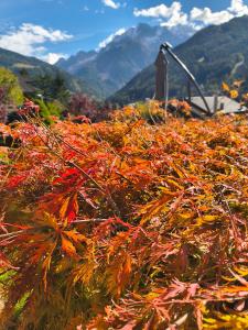 a pile of leaves on the side of a mountain at Hotel Sorriso in Ponte di Legno