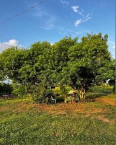 a large tree in the middle of a field at Bill and Yen Agri Tourism Park 
