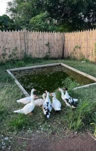 a group of ducks standing in front of a pond at Bill and Yen Agri Tourism Park 