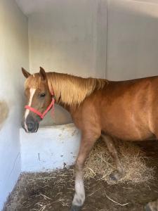 a brown horse is standing in a stall at منتزه السلامة Parc ASSALAMA in Kenitra