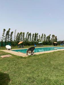a swimming pool with two benches in a park at منتزه السلامة Parc ASSALAMA in Kenitra