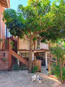 Domácí mazlíčci ubytovaní s hosty v ubytování Chalé Elis 400m do centro - Serra do Cipó