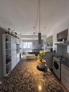 a kitchen with a potted plant on the floor at Temporario Mitre in Vuelta del Paraguayo