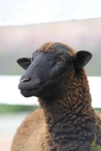 Zvířata v bed and breakfast nebo okolí