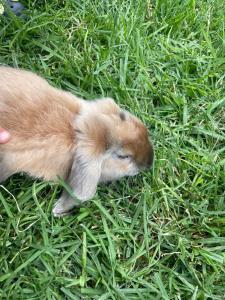 Domácí mazlíčci ubytovaní s hosty v ubytování Granja & Vivero Lavanda + 7 fotografií