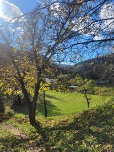 un árbol en medio de un campo en Забрус насолоди, en Kosiv 3 fotos más
