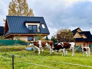 three cows grazing in a field in front of a house at Domek Tatry - Stacja Wierchowa 972 m in Brzegi