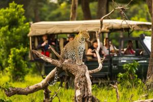 a leopard sitting on top of a tree branch at Orpul safaris camp in Sekenani