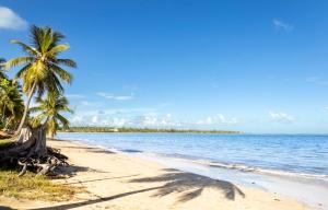 a beach with a palm tree and the ocean at AQUA Terrazas Studio 5 - Oceanfront, Pool & Local Dining in Mameyal