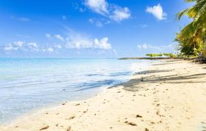 a sandy beach with palm trees and the ocean at AQUA Terrazas Studio 5 - Oceanfront, Pool & Local Dining in Mameyal