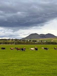 a herd of cows walking in a field of grass at Hótel Eyjafjallajökull in Hvolsvöllur