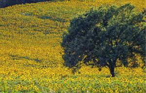 a tree in the middle of a field of sunflowers at Nice Apartment In Montevarchi With Wifi in Montevarchi