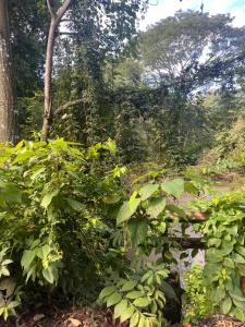 Κήπος έξω από το Centro Holistico Casa Orion +6 φωτογραφίες