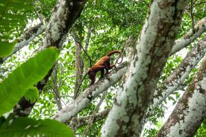 a monkey standing on a tree in the forest at Hotel Boutique Maitta en Doradal Antioquia in Doradal +72 photos
