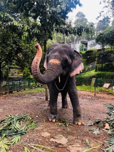 Fotografie z fotogalerie ubytování Casa Nube Resort Munnar v destinaci Munnar