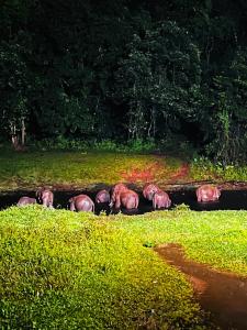 Fotografie z fotogalerie ubytování Casa Nube Resort Munnar v destinaci Munnar