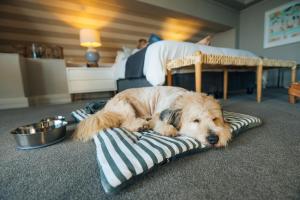 a dog laying on a blanket in a bedroom at The Bay Hotel in Cape Town