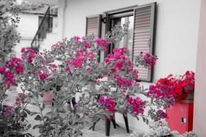 A garden outside Nefeli