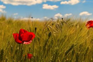 un campo de amapolas rojas en un campo de hierba en Haus am Nunzenberg, en Kressbronn am Bodensee
