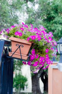 A garden outside Nefeli