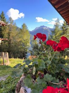 a bouquet of red roses with a view of mountains at Chalet Larchrast in Larcher +17 photos