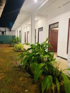 a row of plants in front of a building at Villa Elvio in Habaraduwa