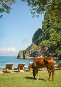 Un caballo pastando en la hierba cerca de la playa en Kirana Retreat - Beach Front Resort, en Sekongkang
