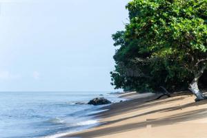a beach with two trees and the ocean at Les Gites de Kribi in Kribi