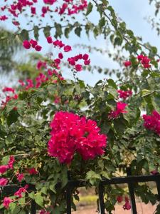 Κήπος έξω από το Shakuntal