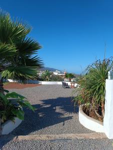 un parque con palmeras y un banco al fondo en Vivaldi Summer, en Icod de los Vinos
