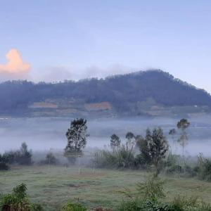 a foggy field with trees and a hill in the background at Homestay Castanea in Diyeng