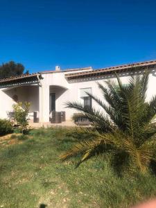 a white house with a palm tree in front of it at Petit Paradis in Besse-sur-Issole