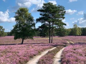 a field of lavender with two trees and a dirt road at Schwalbennest in Trebel +28 photos