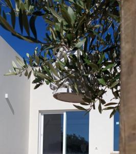 a tree in front of a white building with a window at Leukos Home Relais Ecoretreat b&b in Diamante