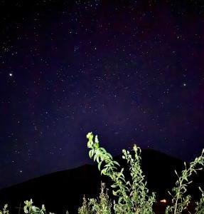 a starry night with a plant in the foreground at Casa privada para 10 personas Horcón Valle de elqui in Vicuña +1 photo
