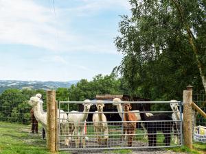 ニュータウンにあるAlpaca Hideaway - Uk35188の塀の後ろに立つ動物