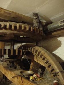 a cat sitting on top of a wooden table at Petrovický mlýn in Kasanice