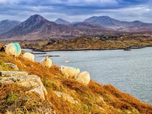 a group of sheep on a hill near a body of water at Holiday Home Galway Bay - TR4Lodge by Interhome in Doughiska