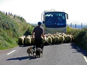 a man walking a dog with a herd of sheep at Holiday Home Dingle Bay View - TR2 by Interhome in Emlagh East