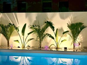 コラレホにあるAlma Nomada Luxury Villageのプールの横の壁に植えられた植物の群れ