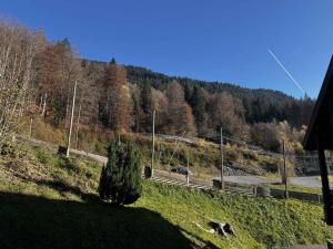 ein Hund im Gras neben einer Straße in der Unterkunft Spacieux 2 Pièces aux Carroz, 6 Pers., Balcon ensoleillé - FR-1-572-9 in Arâches-la-Frasse