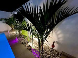 コラレホにあるAlma Nomada Luxury Villageの紫色のライトが灯る庭のヤシの木