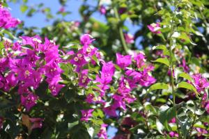 a bunch of pink flowers on a bush at Rethymno Mare Royal & Water Park in Skaleta