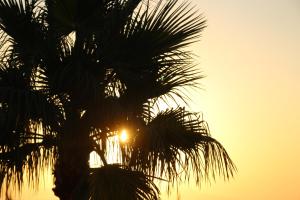 スカレタにあるRethymno Mare Royal & Water Parkの夕日を背景に椰子