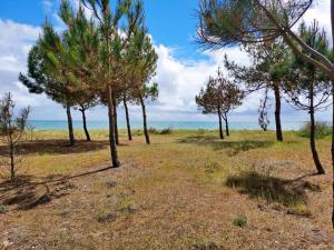 a group of trees in a field near the ocean at Du golfe in Crach